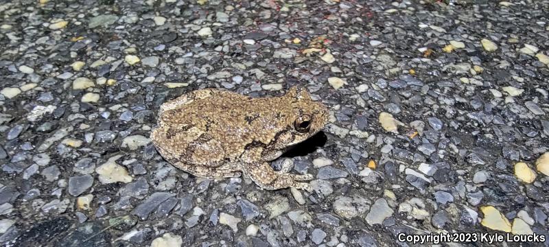 Cope's Gray Treefrog (Hyla chrysoscelis)