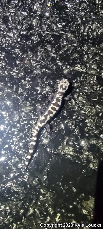 Marbled Salamander (Ambystoma opacum)