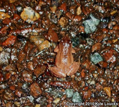 New Jersey Chorus Frog (Pseudacris kalmi)