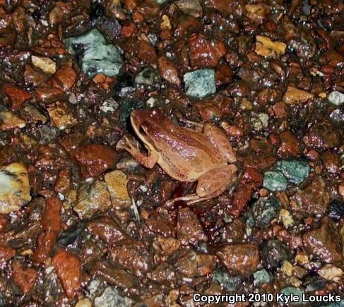 New Jersey Chorus Frog (Pseudacris kalmi)