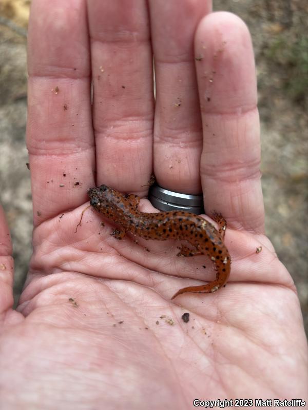 Southern Red Salamander (Pseudotriton ruber vioscai)