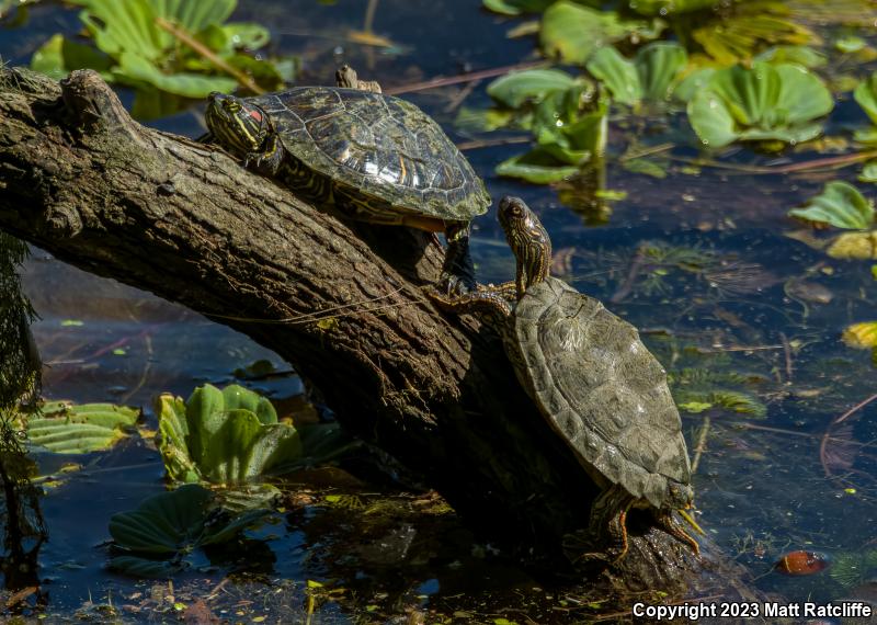 Texas Map Turtle (Graptemys versa)