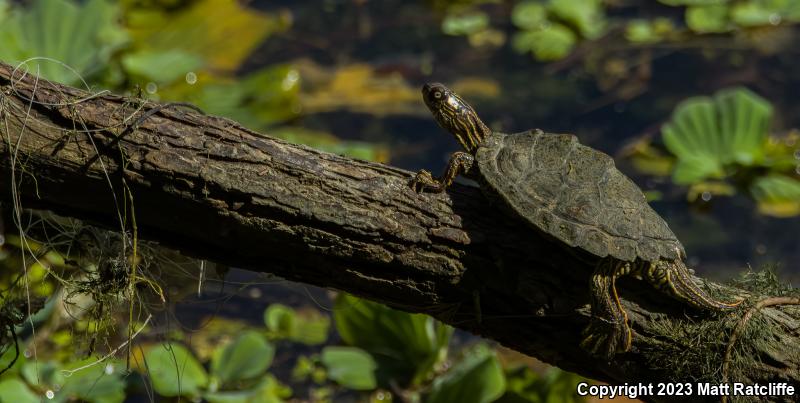 Texas Map Turtle (Graptemys versa)