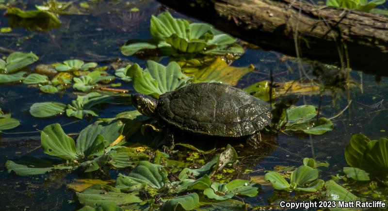 Texas Cooter (Pseudemys texana)