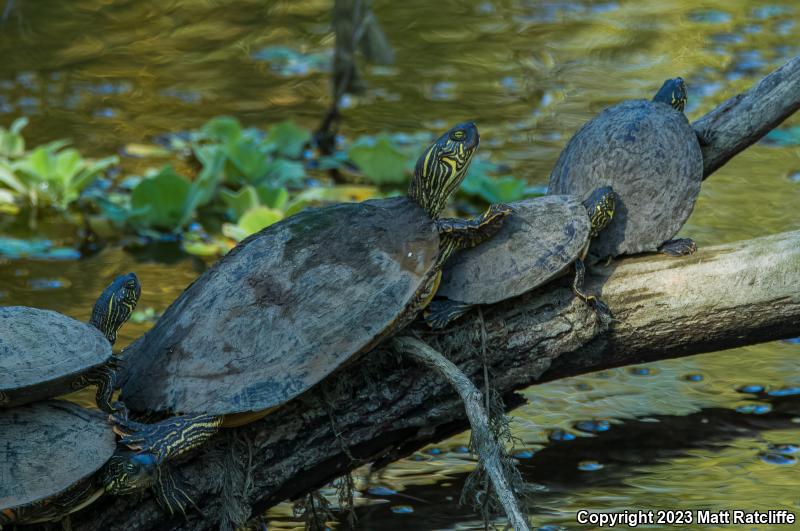 Texas Cooter (Pseudemys texana)