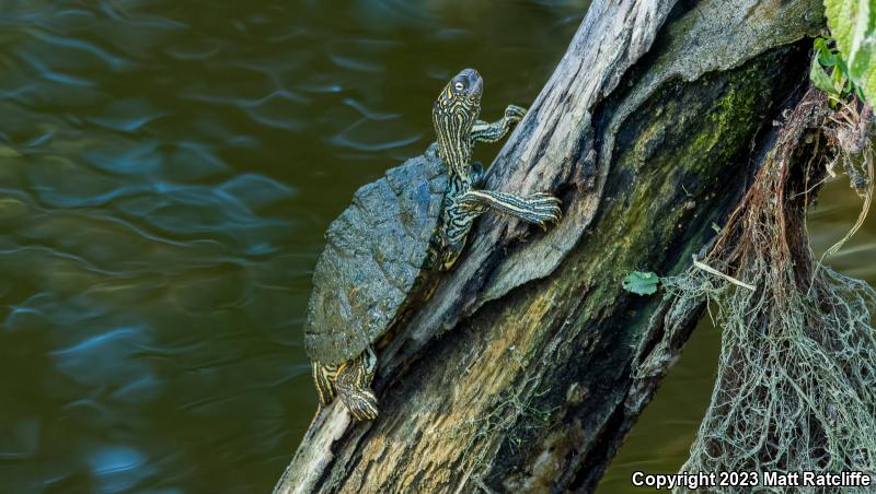 Texas Map Turtle (Graptemys versa)