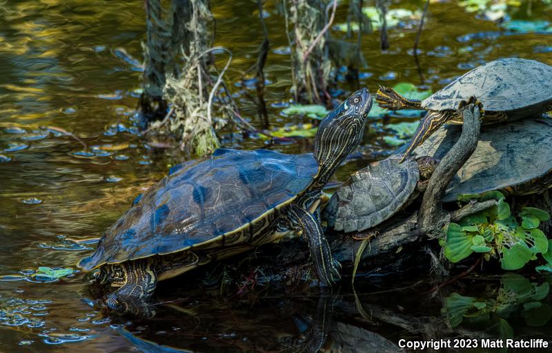 Texas Map Turtle (Graptemys versa)