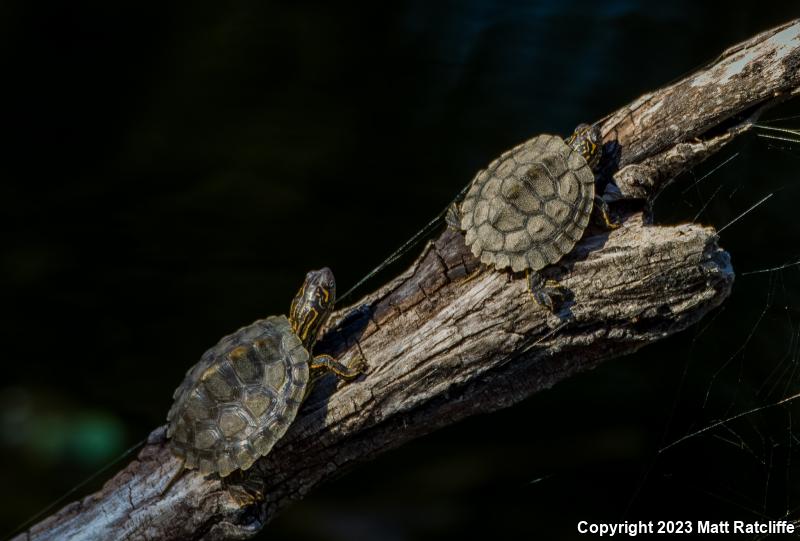 Texas Map Turtle (Graptemys versa)