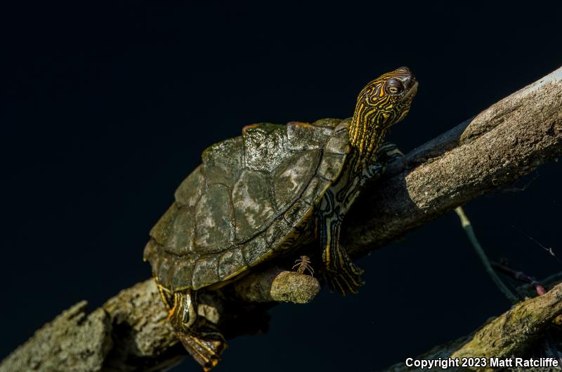 Texas Map Turtle (Graptemys versa)