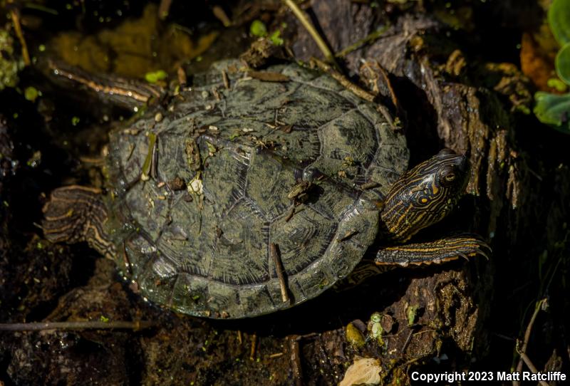 Texas Map Turtle (Graptemys versa)