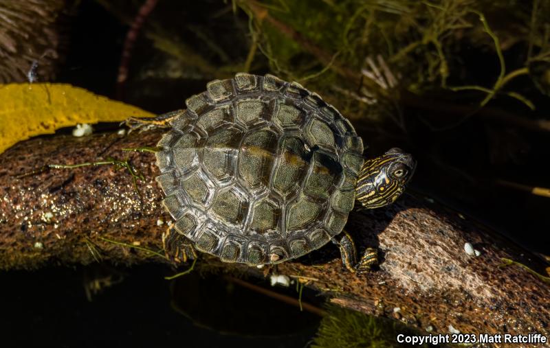 Texas Map Turtle (Graptemys versa)