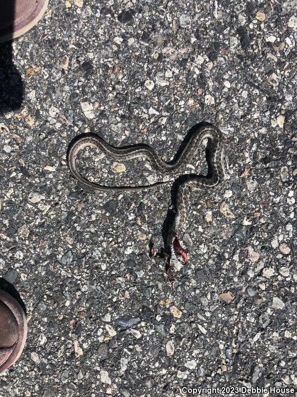 Wandering Gartersnake (Thamnophis elegans vagrans)