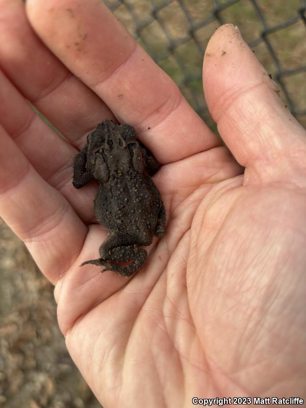 Southern Toad (Anaxyrus terrestris)