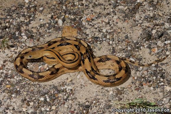 Trans-Pecos Rat Snake (Bogertophis subocularis)