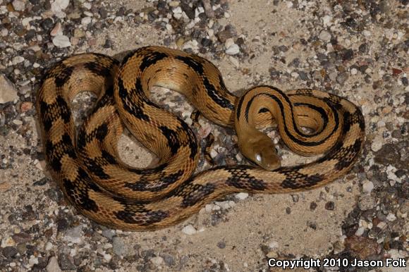 Trans-Pecos Rat Snake (Bogertophis subocularis)