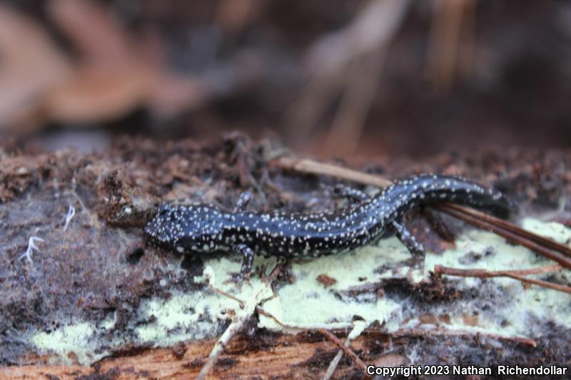 Western Slimy Salamander (Plethodon albagula)