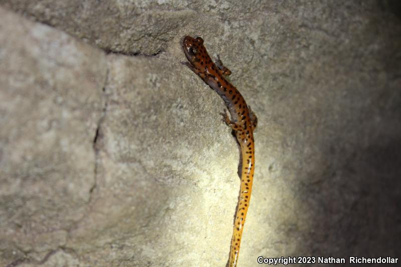 Cave Salamander (Eurycea lucifuga)