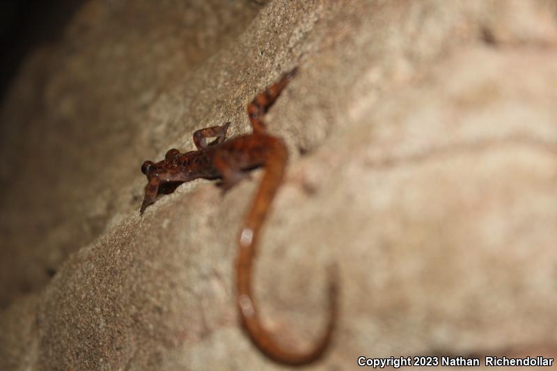 Cave Salamander (Eurycea lucifuga)