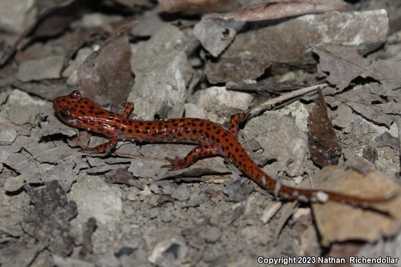 Cave Salamander (Eurycea lucifuga)