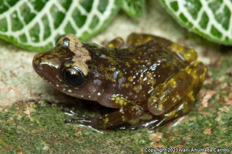 Spectacled Chirping Frog (Eleutherodactylus interorbitails)