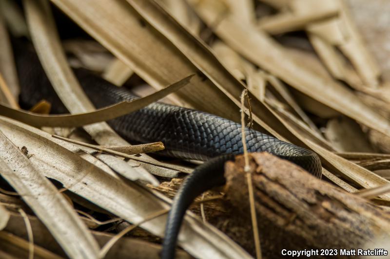 Texas Indigo Snake (Drymarchon melanurus erebennus)