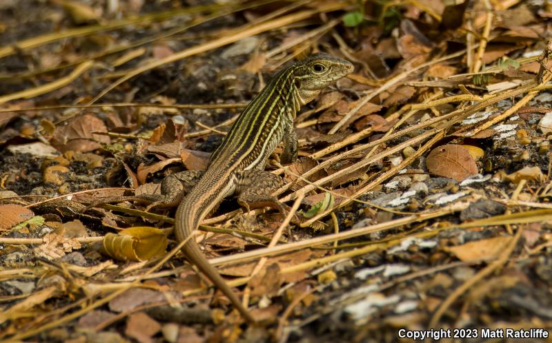 Common Spotted Whiptail (Aspidoscelis gularis)