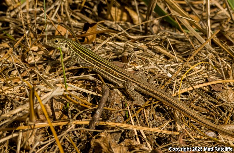 Common Spotted Whiptail (Aspidoscelis gularis)