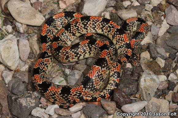 Western Long-nosed Snake (Rhinocheilus lecontei)