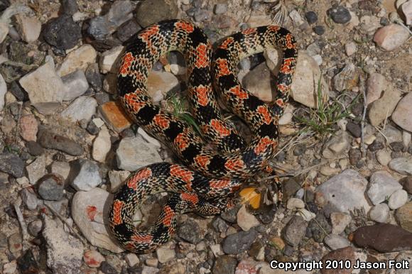 Western Long-nosed Snake (Rhinocheilus lecontei)