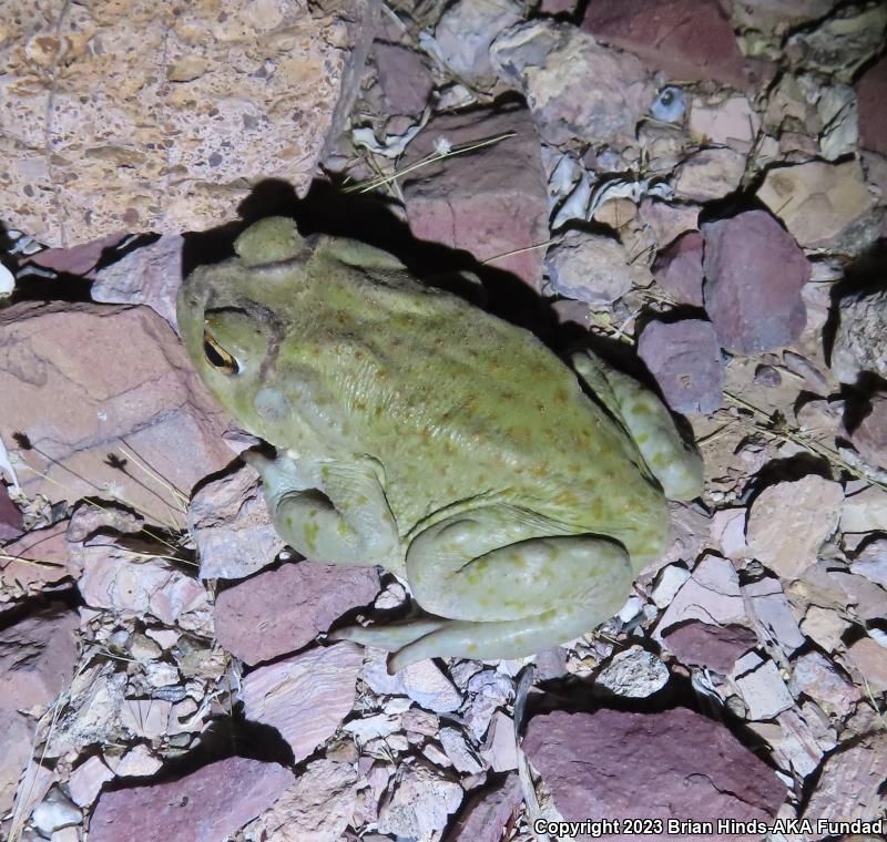 Sonoran Desert Toad (Ollotis alvaria)