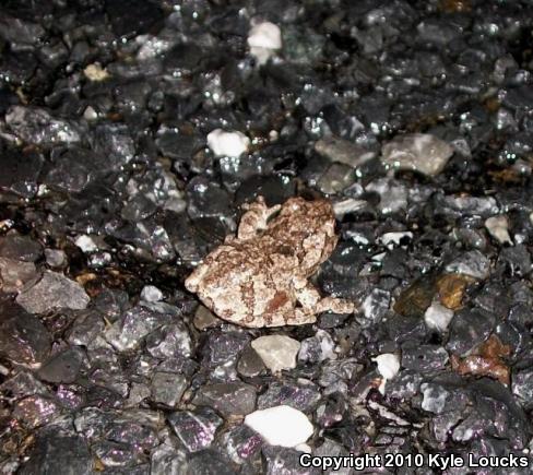 Cope's Gray Treefrog (Hyla chrysoscelis)