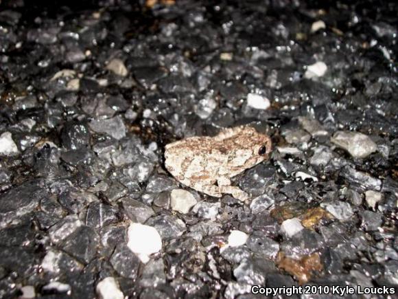 Cope's Gray Treefrog (Hyla chrysoscelis)