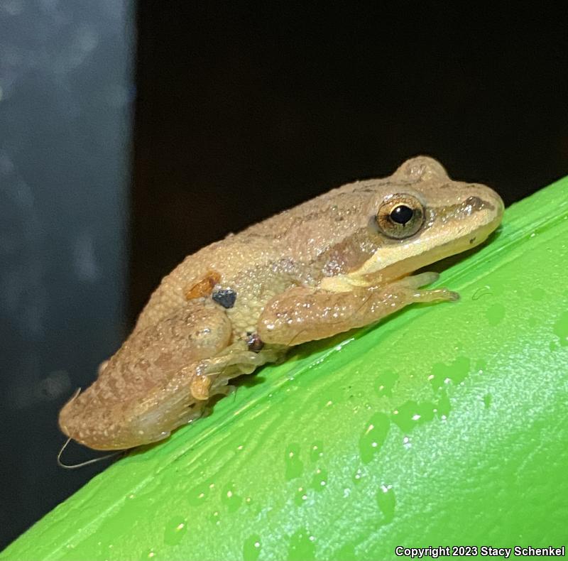 Upland Chorus Frog (Pseudacris feriarum)