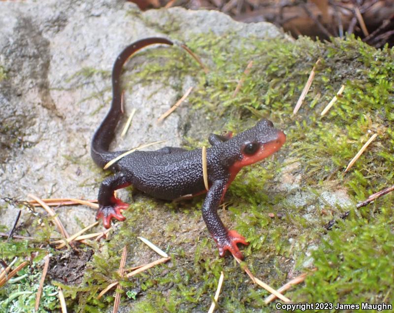 Red-bellied Newt (Taricha rivularis)