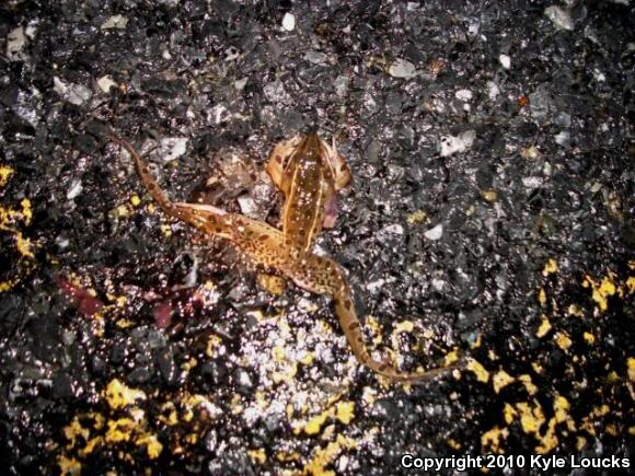 Southern Leopard Frog (Lithobates sphenocephalus utricularius)