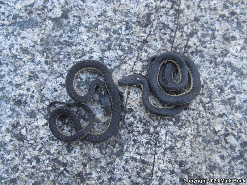 Sierra Gartersnake (Thamnophis couchii)