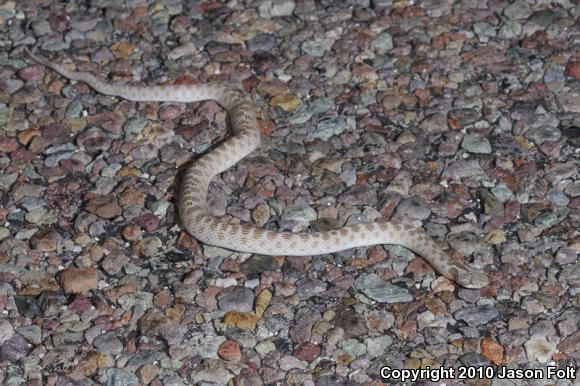 Collar Nightsnake (Hypsiglena torquata)