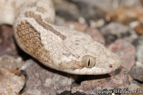 Collar Nightsnake (Hypsiglena torquata)