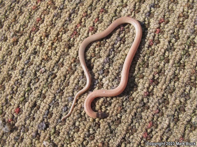 Peninsula Crowned Snake (Tantilla relicta relicta)