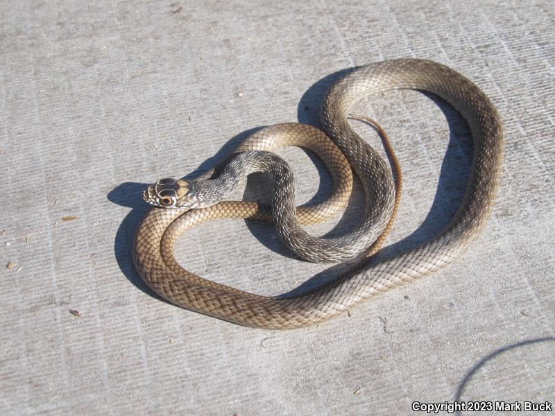 Eastern Coachwhip (Coluber flagellum flagellum)