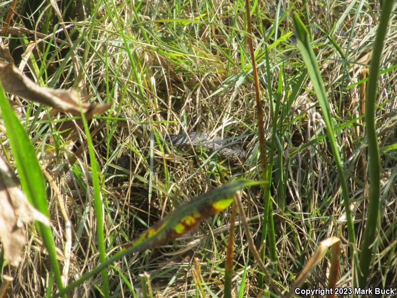 Florida Green Watersnake (Nerodia floridana)