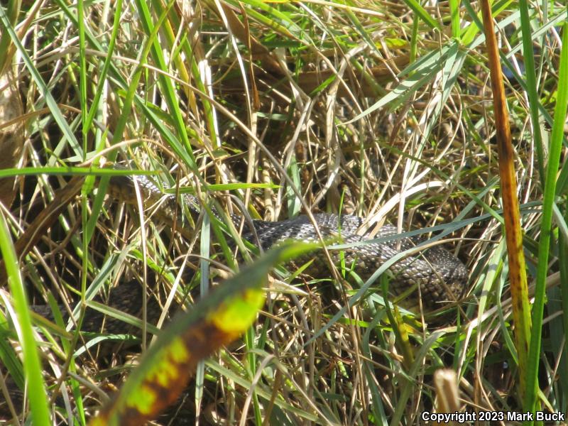 Florida Green Watersnake (Nerodia floridana)