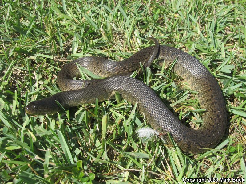 Florida Green Watersnake (Nerodia floridana)