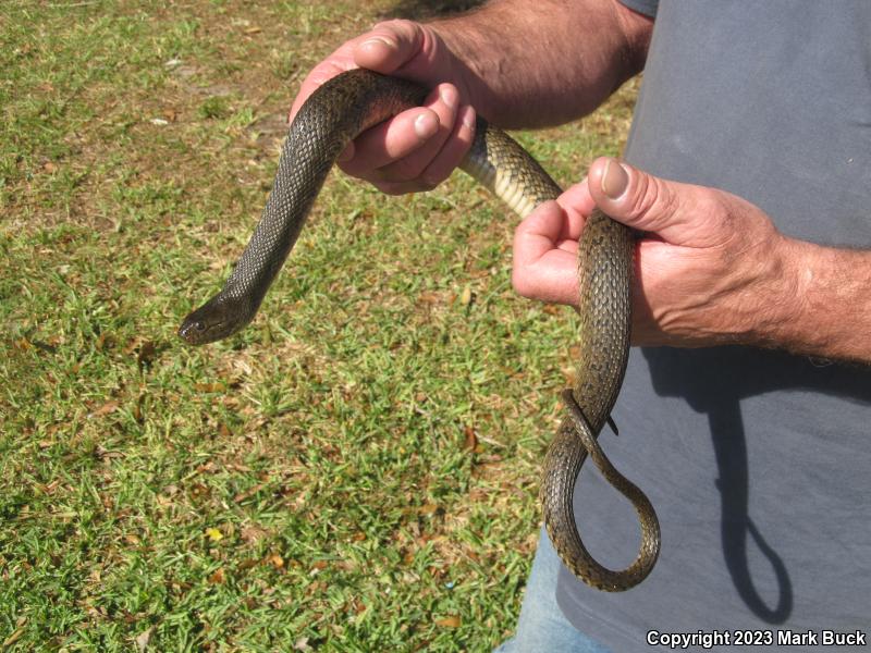 Florida Green Watersnake (Nerodia floridana)