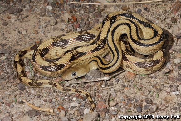 Trans-Pecos Rat Snake (Bogertophis subocularis)