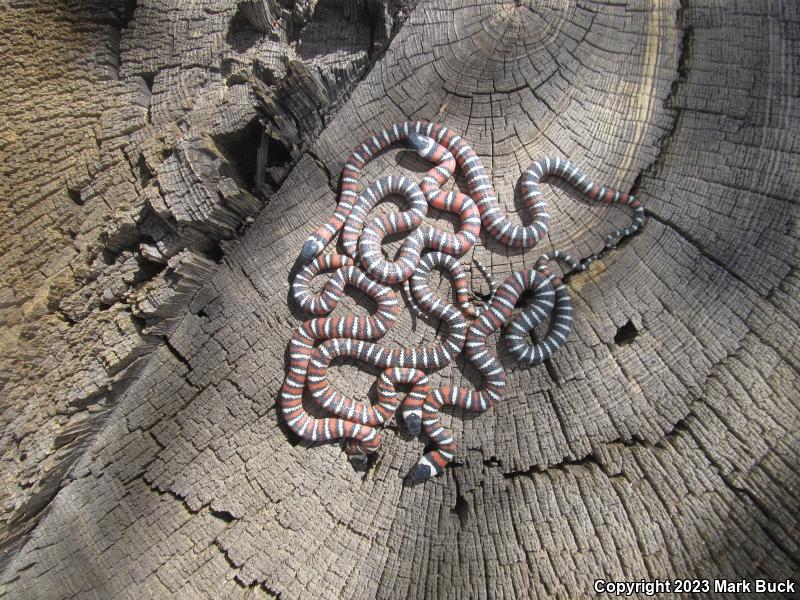 San Bernardino Mountain Kingsnake (Lampropeltis zonata parvirubra)