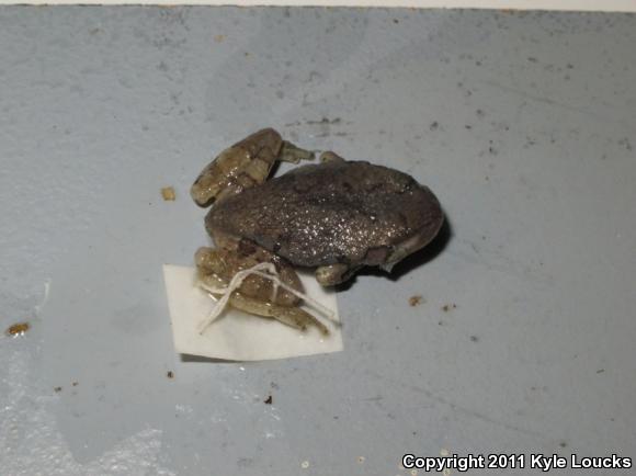 Cope's Gray Treefrog (Hyla chrysoscelis)