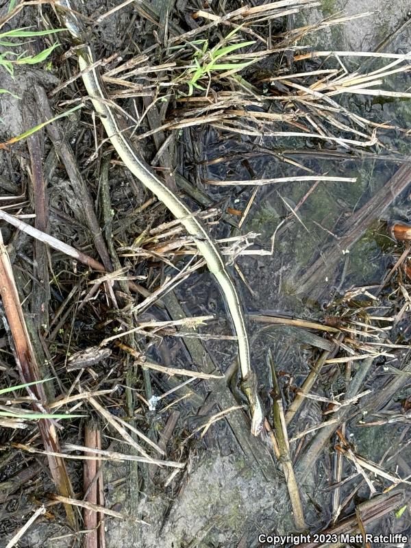 Gulf Coast Ribbonsnake (Thamnophis proximus orarius)