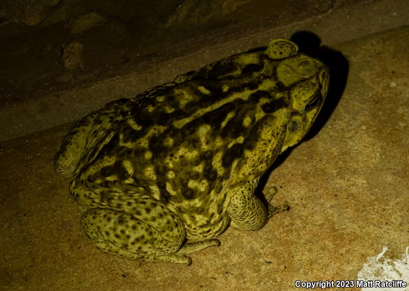 Cane Toad (Rhinella marina)