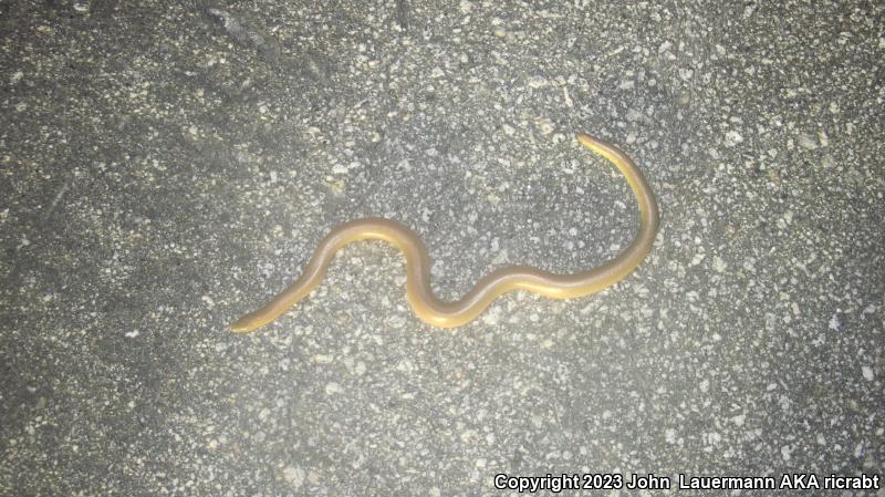 Southern Rubber Boa (Charina umbratica)